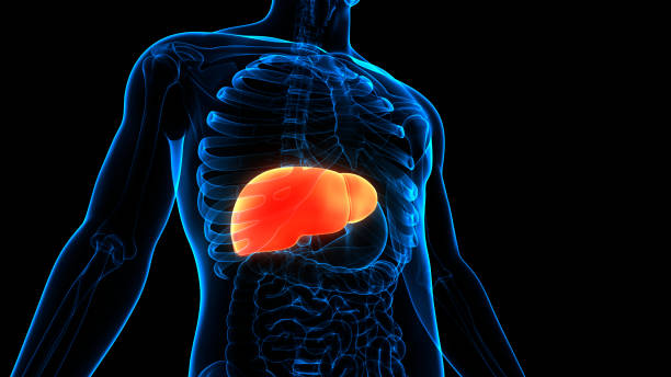 анатомия печени внутренних органов пищеварения человека - hepatitis virus стоковые фото и изображения