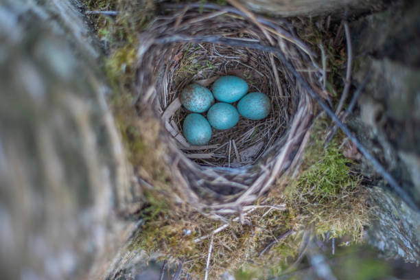 istock nest with blue eggs of a bird Thrush. 1318577136
