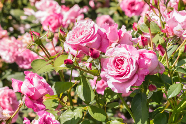 rosa rosa rosas em flor com fundo desfocado - bed of roses fotos - fotografias e filmes do acervo