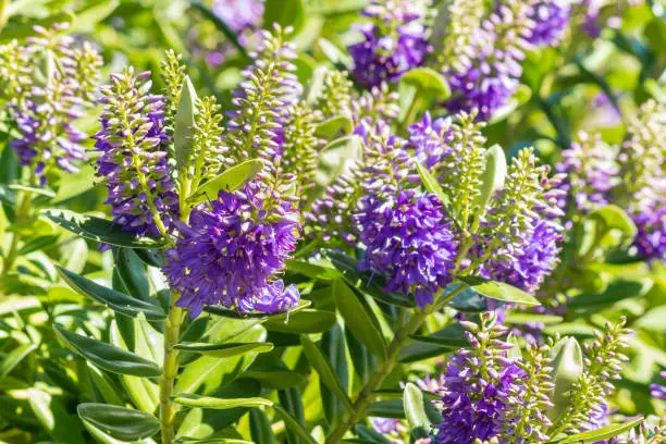 closeup of New Zealand native hebe plant with purple flowers in bloom