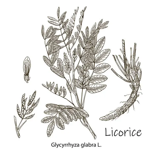 Vector illustration of Liquorice. Vector hand drawn plant. Botanical plant illustration. Vintage medicinal plant sketch.