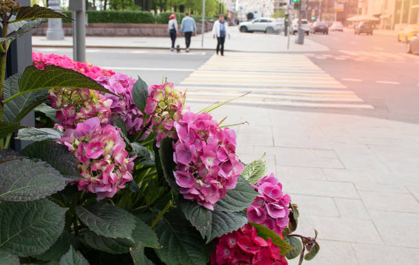 istock pink hydrangea flowers in the city 1318580404
