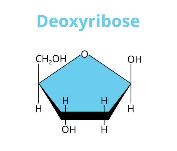 ilustrações, clipart, desenhos animados e ícones de estrutura molecular vetorial do monossacarídeo deoxyribose, dna isolado em branco. - nucleotides