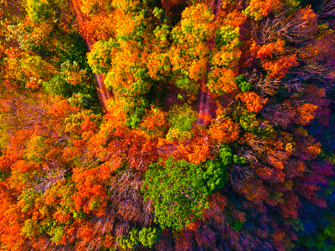 Aerial view top down view tree autumn colorful