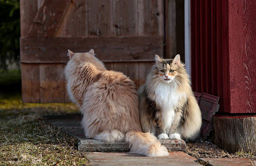Norwegian forest cat female and male sitting in front of their shelter on a sunny day