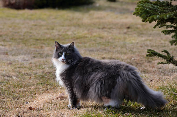 A Norwegian forest cat female standing outdoors in springlike light