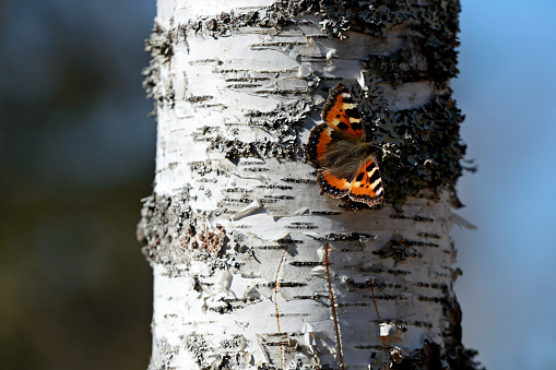 A fresh small tortoiseshell butterfly feeding on a birch tree trunk