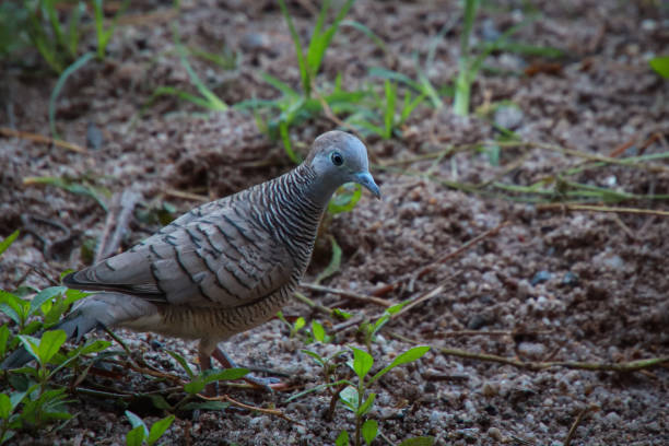 istock Dove in the garden area in thai. 1318581307