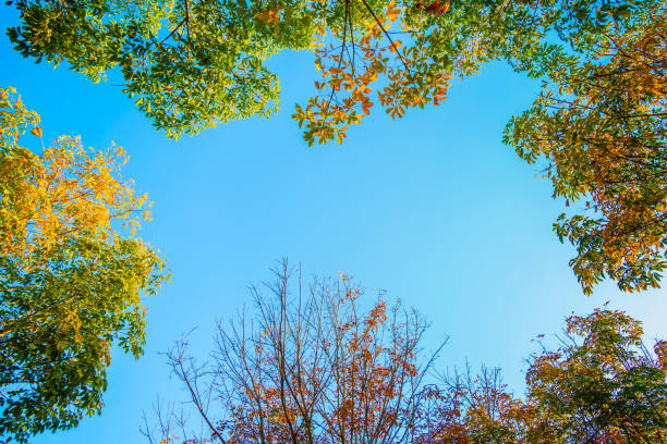 istock Autumn Nature tree in sunset time. Nature sky background 1318581564