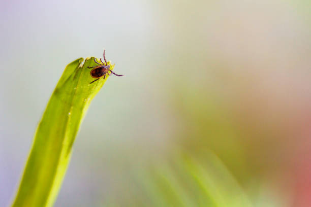istock ixodic tick attack close up. Macro photo. Focus on a small tick 1318582261