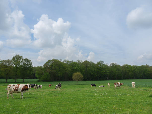 istock Cows on a meadow in westphalia 1318582588