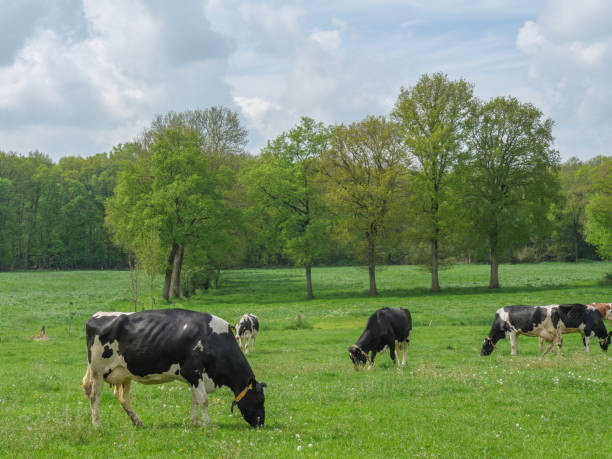 istock Cows on a meadow in westphalia 1318582714