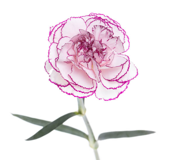istock White flower with purple edges, isolated on white 1318584691
