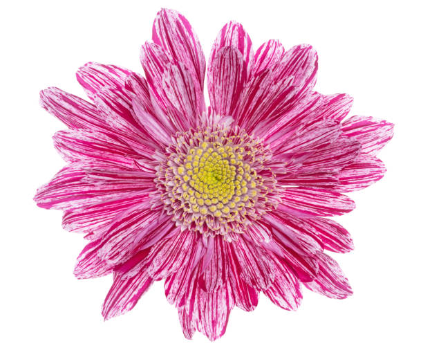 istock Modern pink gerbera, white and color, isolated 1318584698