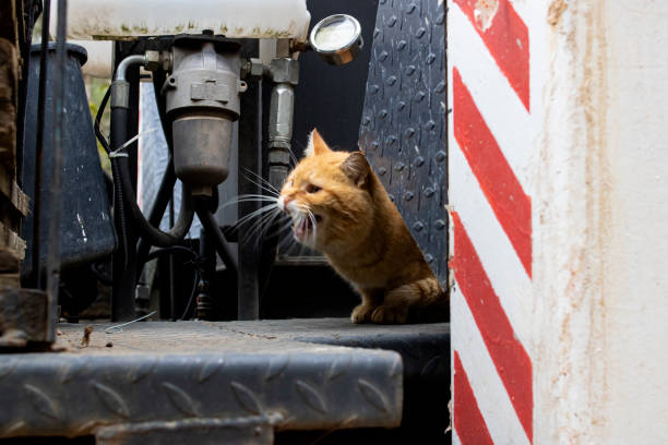 istock Homeless dirty cat sitting on a construction vehicle 1318585444