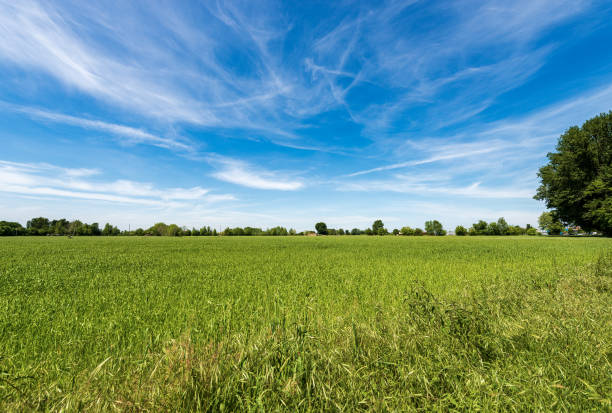 campo verde de trigo na primavera - planície de padan ou po vale lombardy itália - padan plain - fotografias e filmes do acervo