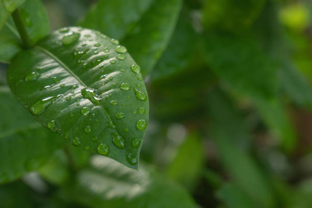 istock Transparent water droplets on green leaves. 1318585495