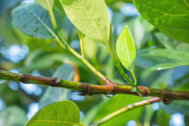istock Transparent water droplets on green branches. 1318585525