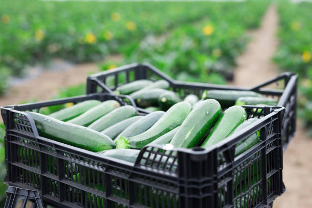 istock Boxes with zucchini on the farm field 1318585732