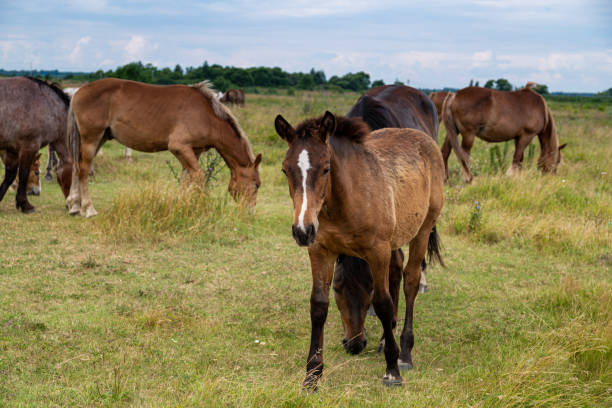 istock horses heavyweights walking in nature 1318587153