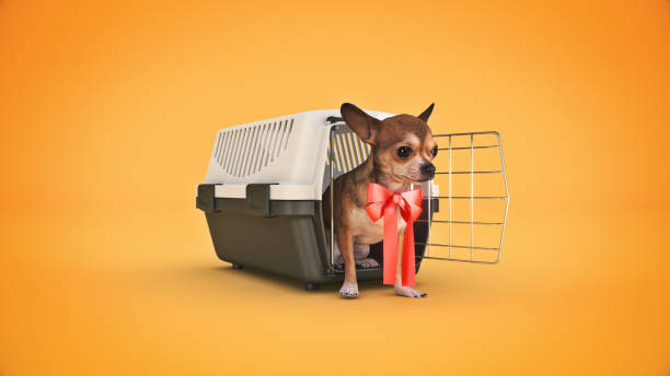 istock the container for transportation of animals with a small doggie. 3d rendering 1318587945