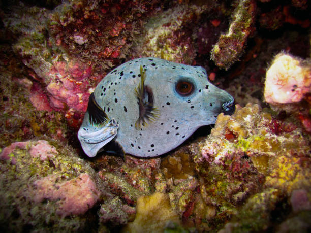 Black-spotted Pufferfish - Arothron nigropunctatus Black-spotted Pufferfish - Arothron nigropunctatus on a coral reef of Maldives arothron nigropunctatus stock pictures, royalty-free photos & images