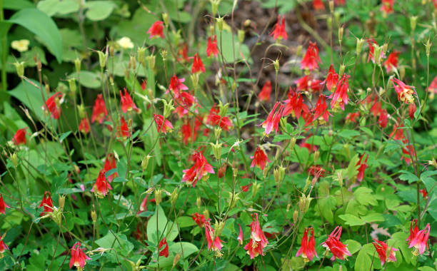 aquilegia canadensis, columbina canadese o canadese, columbina rossa orientale, o columbina selvatica, specie di pianta fiorita nella famiglia ranunculaceae - riverdale the bronx foto e immagini stock