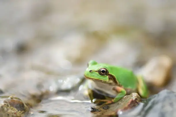 Green tree frog in the water