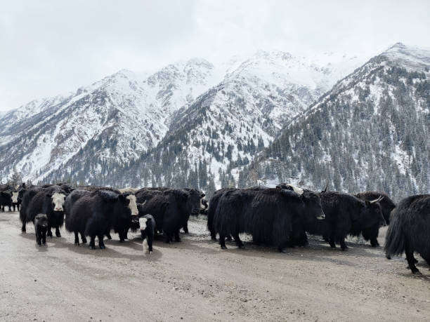 istock Cattle pack roaming the mountains in the Northwest of China 1318589586