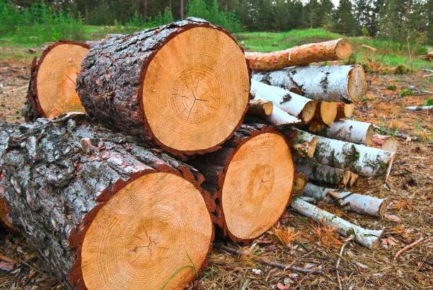 istock heap of logs in a forest 1318589760