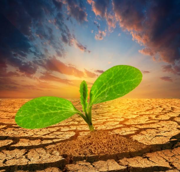 istock small plant pushing through a dry earth 1318589826