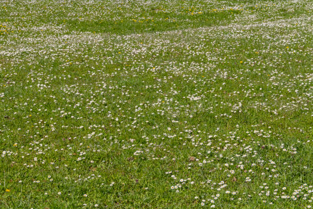 istock lots of daisy flowers 1318591388