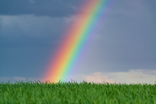 Rainbow over wheat field. Original photo. Countryside after rain