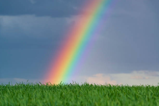 arco-íris sobre campo de trigo. foto original. campo após chuva - storm corn rain field - fotografias e filmes do acervo