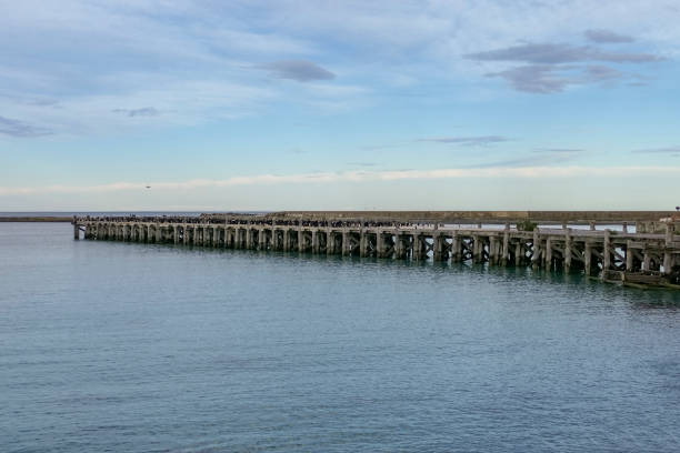 istock Otago shag colony on Sumpter Wharf in Oamaru 1318592970