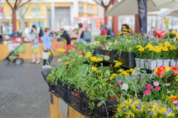 istock Garden flowers on market 1318595972