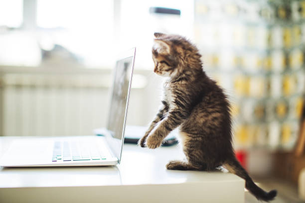 istock Woman working from home with her cats 1318596945