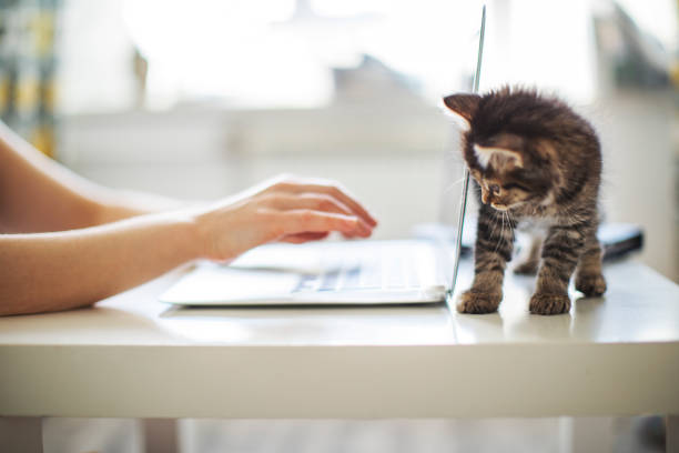 istock Woman working from home with her cats 1318596955