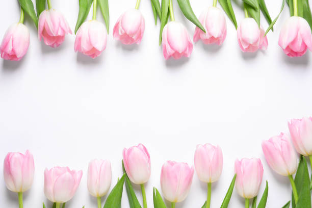 istock Beautiful pink spring tulips on white background, top view. Space for text 1318597003