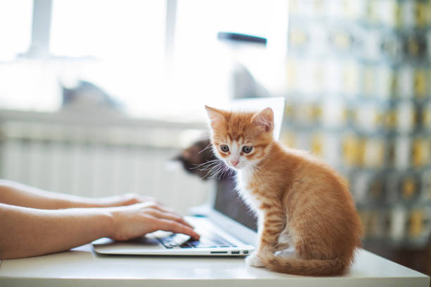 istock Woman working from home with her cats 1318597028