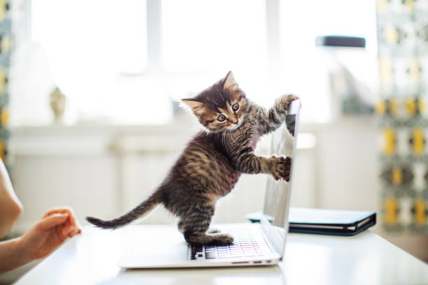 Woman working from home with her cats