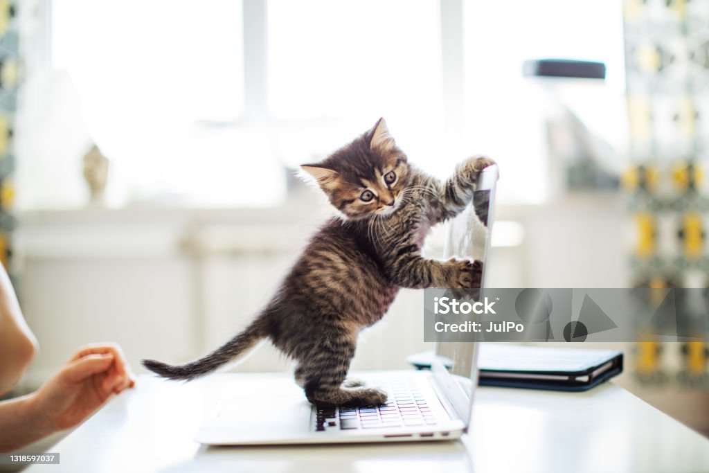 Woman working from home with her cats Domestic Cat Stock Photo