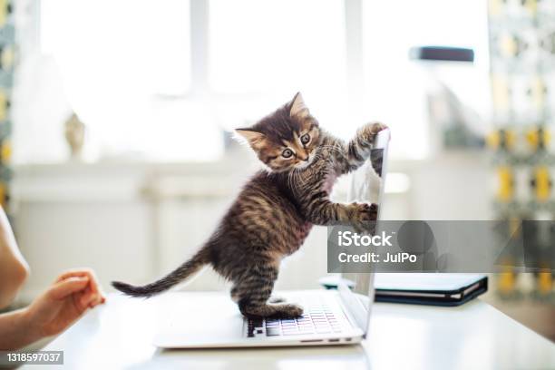 Woman Working From Home With Her Cats Stock Photo - Download Image Now - Domestic Cat, Humor, Computer