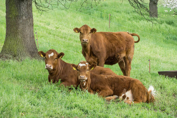 istock three young brown cattle on the pasture look curiously 1318597041