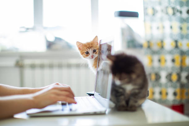 istock Woman working from home with her cats 1318597044