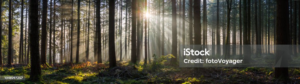 Beams of sunlight filtering through green fern forest woodland panorama Golden beams of early morning sunlight streaming through the pine needles of a green forest to illuminate the soft mossy undergrowth in this idyllic woodland glade. Forest Floor Stock Photo