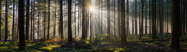 beams of sunlight filtering through green fern forest woodland panorama - forest fern glade copse imagens e fotografias de stock