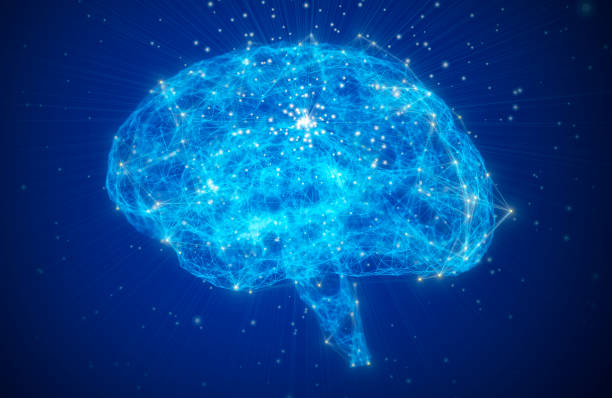 뉴런과 수용체를 가진 두뇌 모형 - medulla oblongata 뉴스 사진 이미지