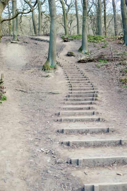 A long ladder against a tree