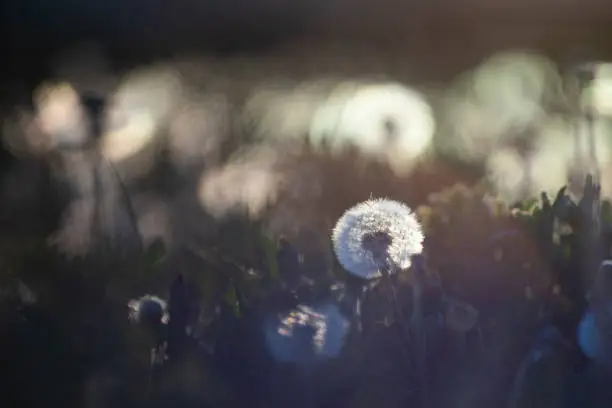 White fluffy dandelions, natural spring background, selective focus.